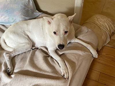 Overnight pet sitting in Gotha FL