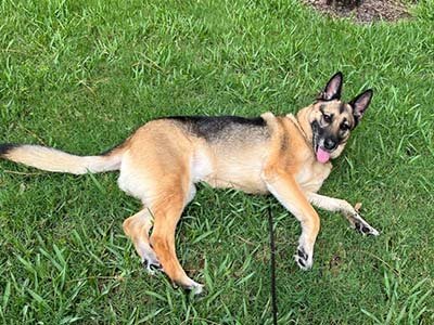 overnight-pet-sitting-in-groveland-fl overnight pet sitting in Groveland FL