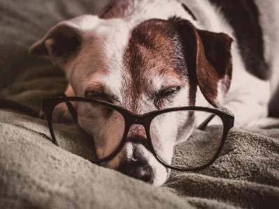 overnight-pet-sitting-in-howey-in-the-hills-fl Overnight pet sitting in Howey-in-the-Hills Fl