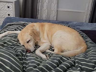 overnight-pet-sitting-in-lady-lake-fl overnight pet sitting in Lady Lake FL