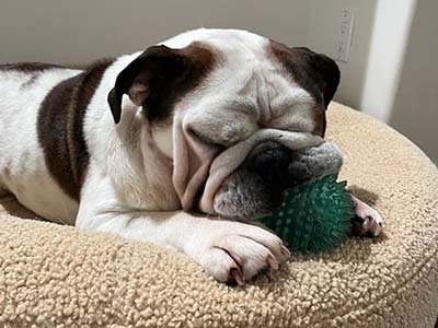 overnight pet sitting in Lake Nona FL