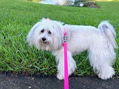 overnight-pet-sitting-in-lake-wales-fl overnight pet sitting in Lake Wales FL