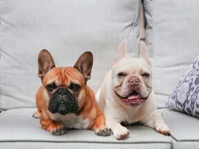 overnight-pet-sitting-in-leesburg-fl overnight pet sitting in Leesburg FL