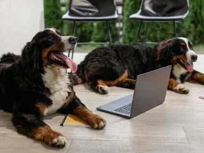 overnight pet sitting in Maitland FL