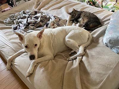 overnight-pet-sitting-in-minneola-fl overnight pet sitting in Minneola FL