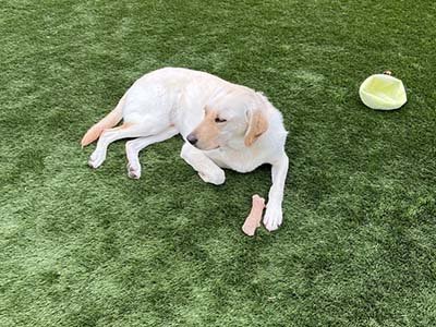 overnight-pet-sitting-in-mount-dora-fl overnight pet sitting in Mount Dora FL