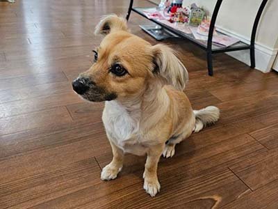overnight-pet-sitting-in-poinciana-fl overnight pet sitting in Poinciana FL