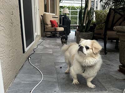 overnight-pet-sitting-in-reunion-fl overnight pet sitting in Reunion FL