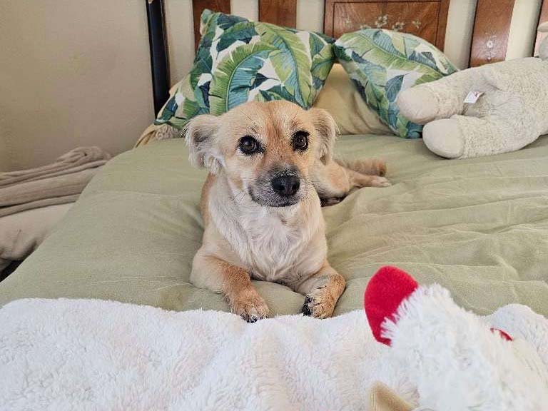 overnight pet sitting in Sanford FL