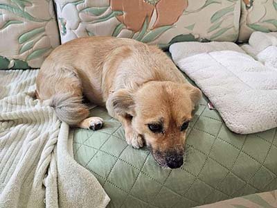 overnight-pet-sitting-in-titusville-fl overnight pet sitting in Titusville FL