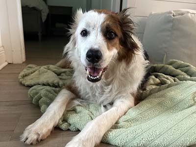 overnight-pet-sitting-in-windermere-fl overnight pet sitting in Windermere FL