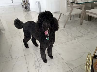 overnight-pet-sitting-in-winter-haven-fl overnight pet sitting in Winter Haven FL
