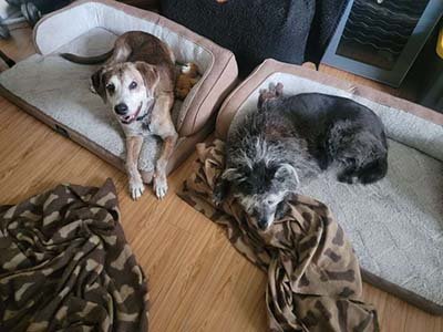 overnight pet sitting in Wekiva Springs FL