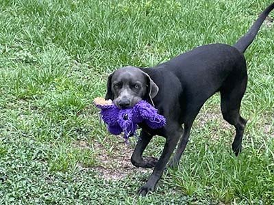overnight-pet-sitting-in-melbourne-fl overnight pet sitting in Melbourne FL