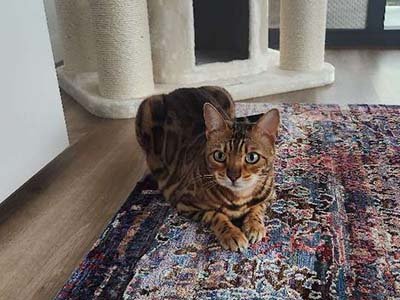 pet sitting in Bellalago FL