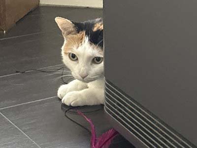 pet-sitting-in-cape-canaveral-fl pet sitting in Cape Canaveral FL