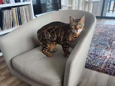 pet sitting in Celebration FL