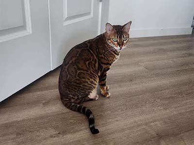 pet sitting in Chuluota FL