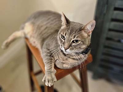 pet-sitting-in-clermont-fl pet sitting in Clermont FL