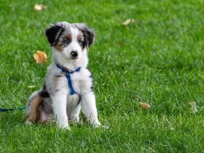 pet sitting in Eustis FL