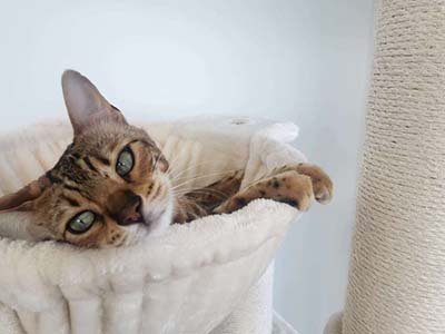 pet sitting in Gotha FL