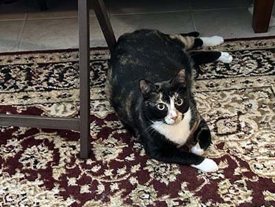 pet-sitting-in-groveland-fl pet sitting in Groveland FL