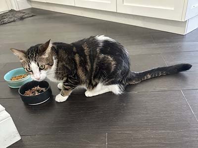 pet sitting in Harmony FL