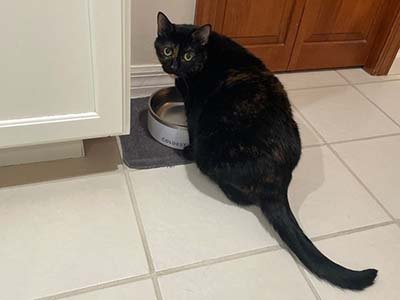 pet sitting in Heathrow FL