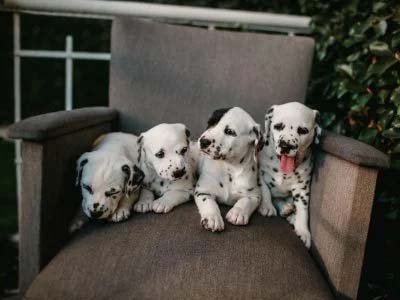 pet-sitting-in-howey-in-the-hills-fl Pet sitting in Howey-in-the-Hills Fl