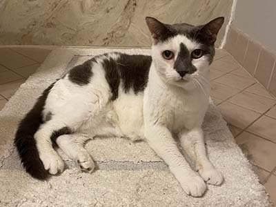 pet sitting in Lake Nona Fl