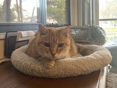 pet sitting in Maitland FL