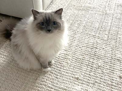 pet-sitting-in-mount-dora-fl pet sitting in Mount Dora FL