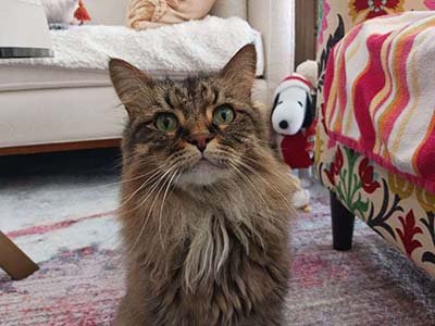 pet-sitting-in-palm-bay-fl pet sitting in Palm Bay FL