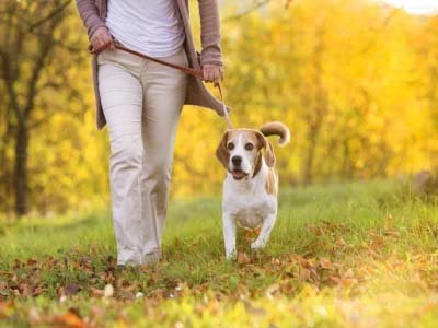 pet-sitting-in-poiciana-fl pet sitting in Poinciana FL