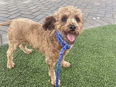 pet sitting in Sanford FL