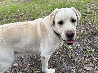 pet sitting in Wekiva Springs Fl