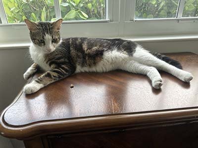 pet-sitting-in-winter-haven-fl pet sitting in Winter Haven FL