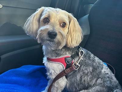 pet taxi in Baldwin Park FL