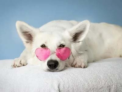 pet taxi in Belle Isle FL