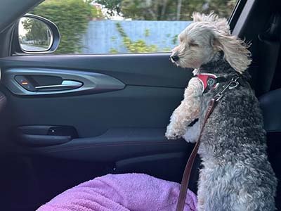 pet-taxi-in-cape-canaveral-fl pet taxi in Cape Canaveral FL
