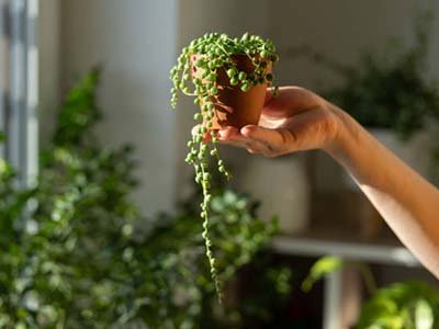 pet taxi in ChampionsGate FL