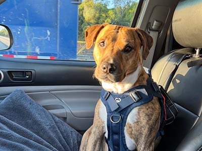 pet-taxi-in-davenport-fl pet taxi in Davenport FL