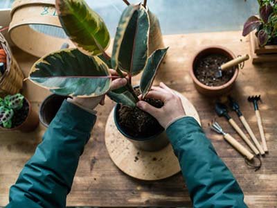 pet taxi in Eustis FL