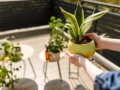 pet taxi in Gotha FL