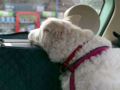 pet-taxi-in-groveland-fl pet taxi in Groveland Fl