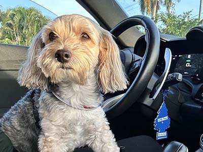 pet taxi in Harmony FL