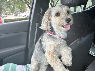 pet-taxi-in-lady-lake-fl pet taxi in Lady Lake FL