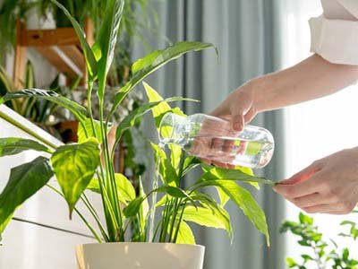 pet taxi in Maitland FL