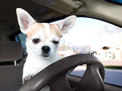 pet taxi in Minneola FL pet taxi in Minneola FL