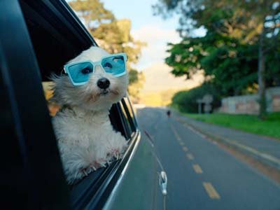 pet-taxi-in-palm-bay-fl pet taxi in Palm Bay FL